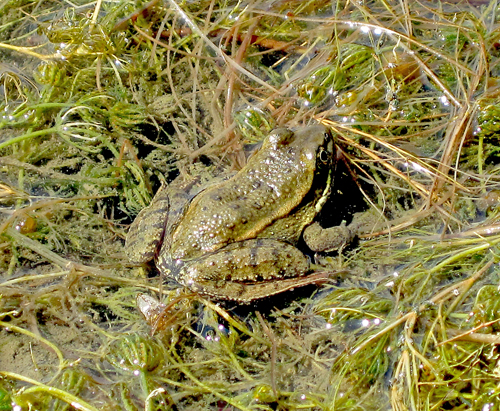 California Red-legged Frog at Morgan Territory