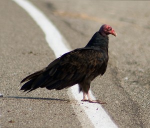 Turkey Vulture on Mines Road
